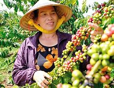 Giá Cà Phê Robusta Tại Lâm Đồng