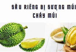 Sầu Riêng Múi Nhỏ