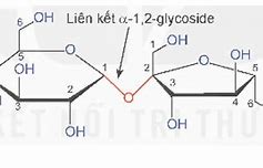 Tính Chất Của Đường Saccharose